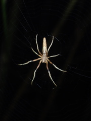 Cyphalonotus