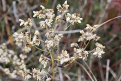 Pseudognaphalium macounii