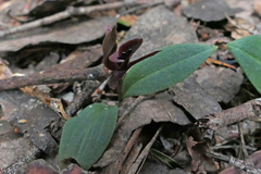 Chiloglottis grammata