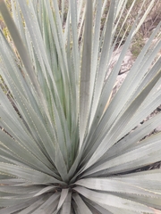 Dasylirion berlandieri