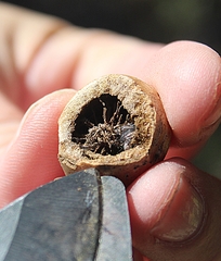 Disholcaspis quercusglobulus