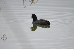 Fulica americana