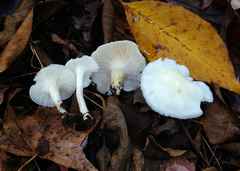 Cuphophyllus borealis