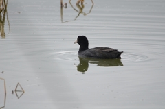 Fulica americana