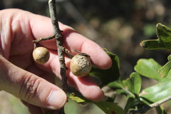 Disholcaspis quercusglobulus