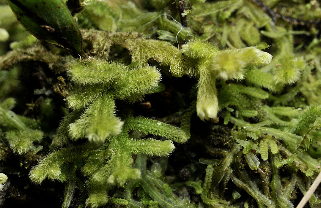 Trichocoleaceae