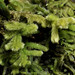 Trichocoleaceae - Photo (c) George Shepherd,  זכויות יוצרים חלקיות (CC BY-NC-SA)