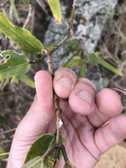 Ficus opposita