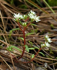 Sedum jaliscanum