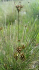 Juncus occidentalis