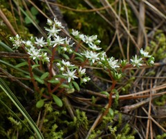 Sedum jaliscanum