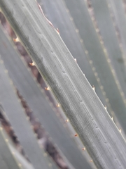 Dasylirion berlandieri