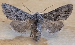 Fishia yosemitae
