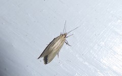 Tingena chloradelpha