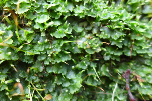 Dendrocerotales