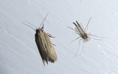 Tingena chloradelpha