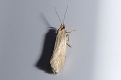 Tingena chloradelpha