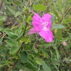 Ruellia rosea