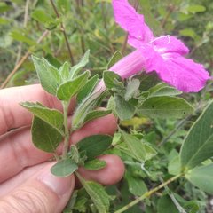 Ruellia rosea