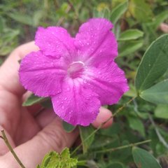 Ruellia rosea