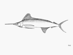 Roundscale Spearfish photo 2