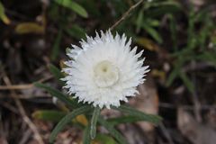 Helichrysum leucopsideum
