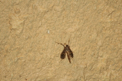 Lineodini
