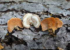 Steccherinum bourdotii