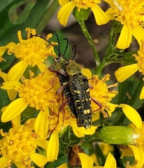 Ochraethes sulphurifer