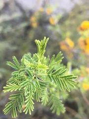 Vachellia caven