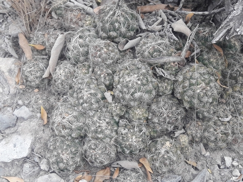 Coryphantha nickelsiae