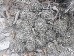 Coryphantha nickelsiae