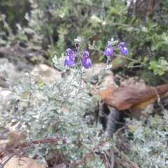Salvia thymoides