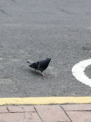 Columba livia