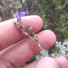 Salvia thymoides