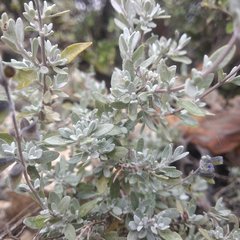 Salvia thymoides