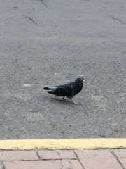 Columba livia