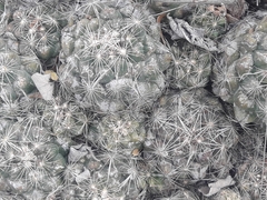 Coryphantha nickelsiae