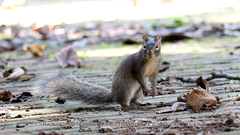 Sciurotamias davidianus