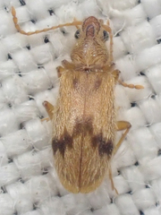 Notoxus desertus