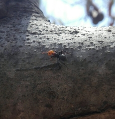 Camponotus rectangularis willowsi