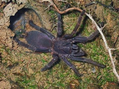 Selenocosmiinae