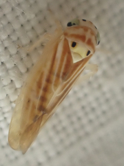 Caladonus coquilletti