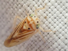 Caladonus coquilletti