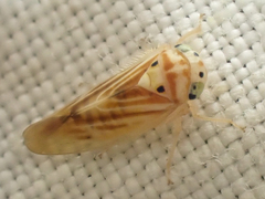 Caladonus coquilletti