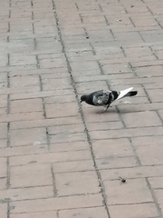 Columba livia domestica