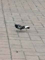 Columba livia domestica