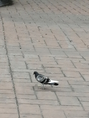 Columba livia domestica
