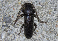 Tylonotus masoni