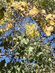 Populus deltoides wislizenii